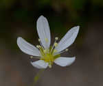 Pine barren stitchwort